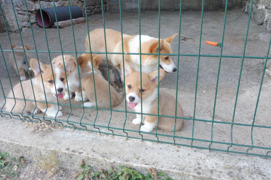 chiot Welsh Corgi Pembroke des bergers de rocamadour