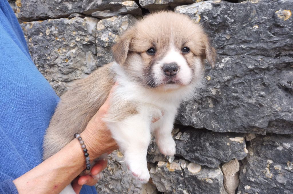 des bergers de rocamadour - Chiot disponible  - Welsh Corgi Pembroke