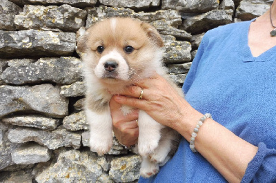 des bergers de rocamadour - Welsh Corgi Pembroke - Portée née le 04/07/2024