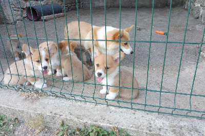 des bergers de rocamadour - Welsh Corgi Pembroke - Portée née le 21/05/2022