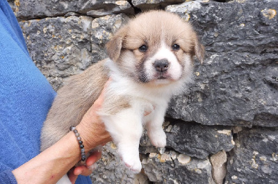 des bergers de rocamadour - Welsh Corgi Pembroke - Portée née le 11/07/2024