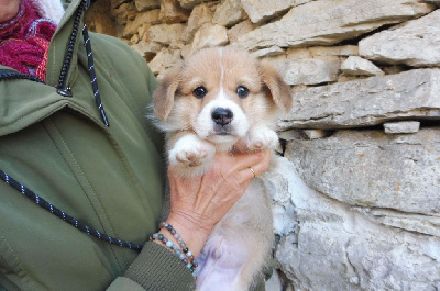 des bergers de rocamadour - Welsh Corgi Pembroke - Portée née le 29/09/2022