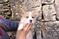 des bergers de rocamadour - Welsh Corgi Pembroke - Portée née le 24/08/2020