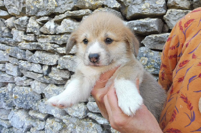 des bergers de rocamadour - Welsh Corgi Pembroke - Portée née le 31/05/2022