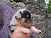 CHIOT 2