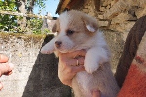 CHIOT N°4