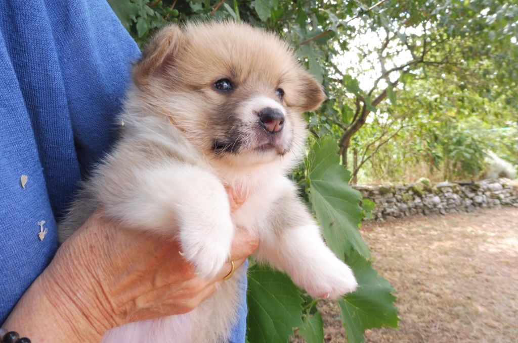 des bergers de rocamadour - Chiot disponible  - Welsh Corgi Pembroke