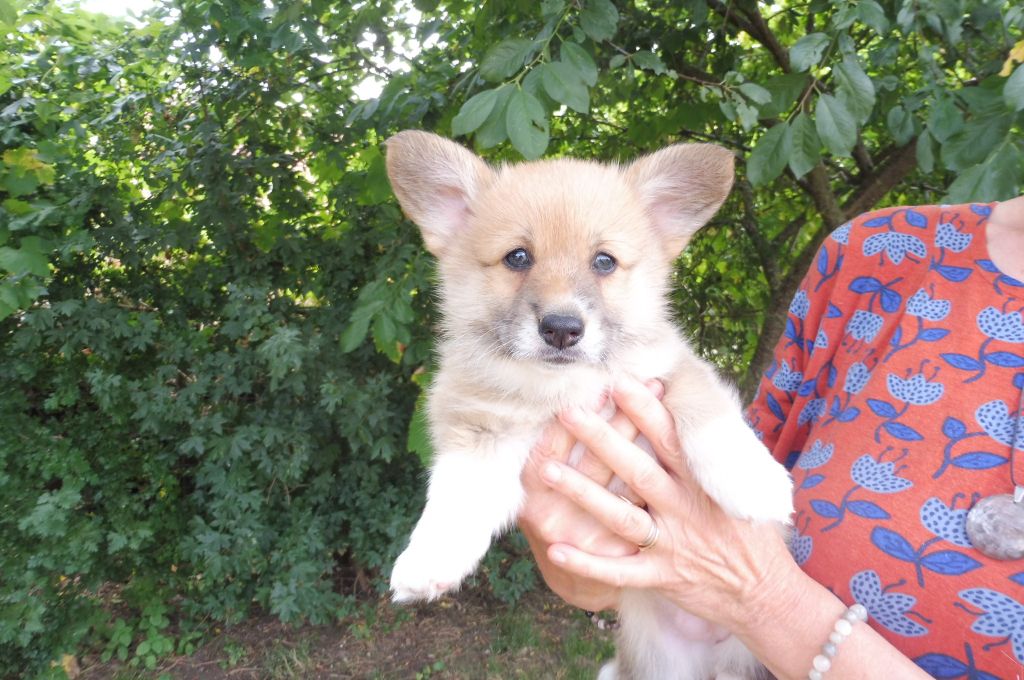 chiot Welsh Corgi Pembroke des bergers de rocamadour