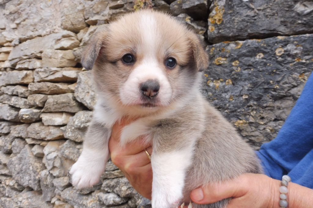 des bergers de rocamadour - Chiot disponible  - Welsh Corgi Pembroke