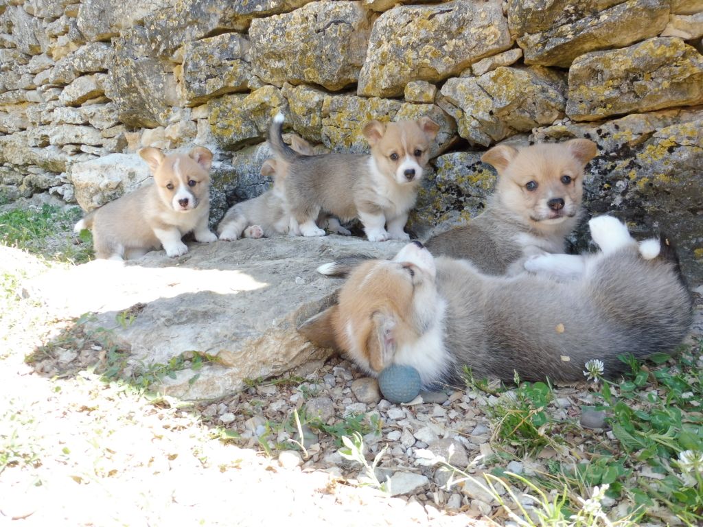 des bergers de rocamadour - Welsh Corgi Pembroke - Portée née le 12/05/2020