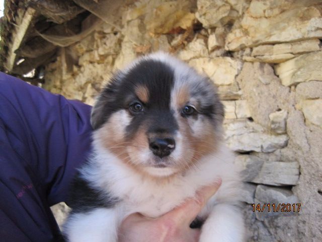 des bergers de rocamadour - Berger Australien - Portée née le 24/09/2017