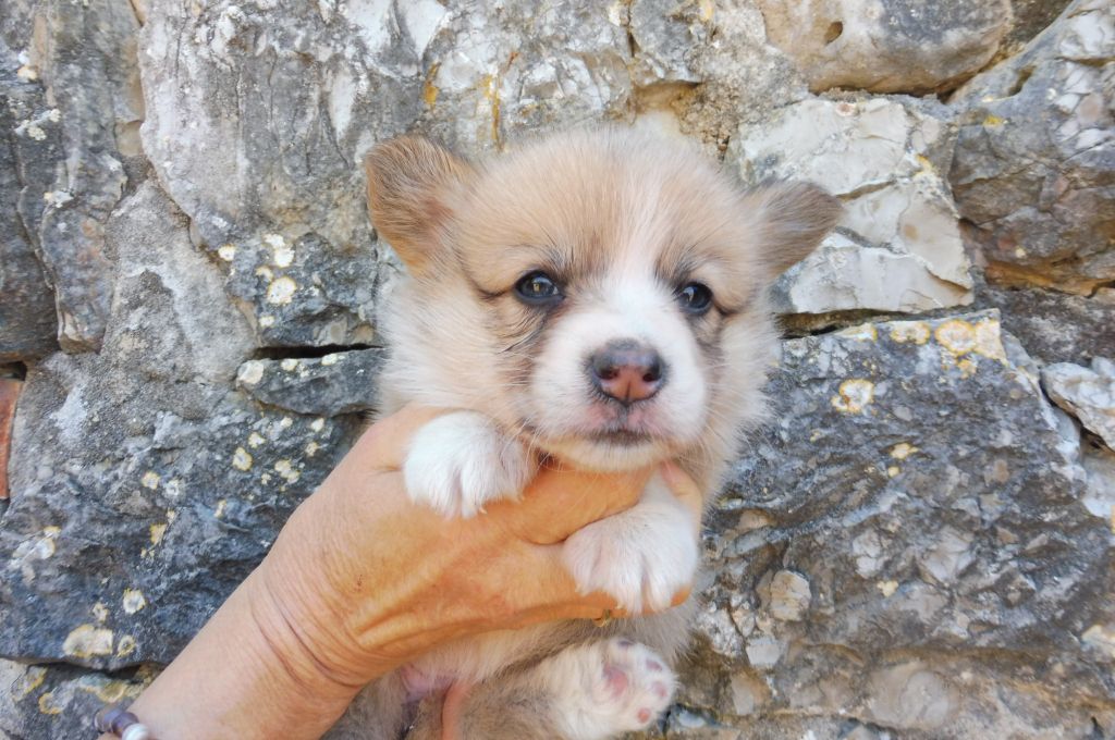 des bergers de rocamadour - Chiots disponibles - Welsh Corgi Pembroke