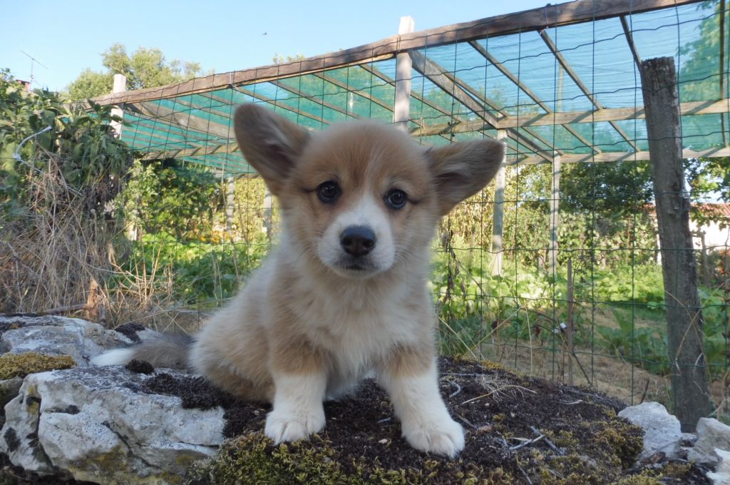 des bergers de rocamadour - Chiots disponibles - Welsh Corgi Pembroke