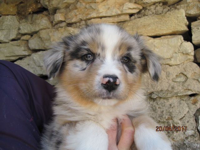 des bergers de rocamadour - Berger Australien - Portée née le 01/03/2017