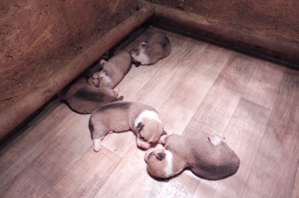 des bergers de rocamadour - Chiots disponibles - Welsh Corgi Pembroke