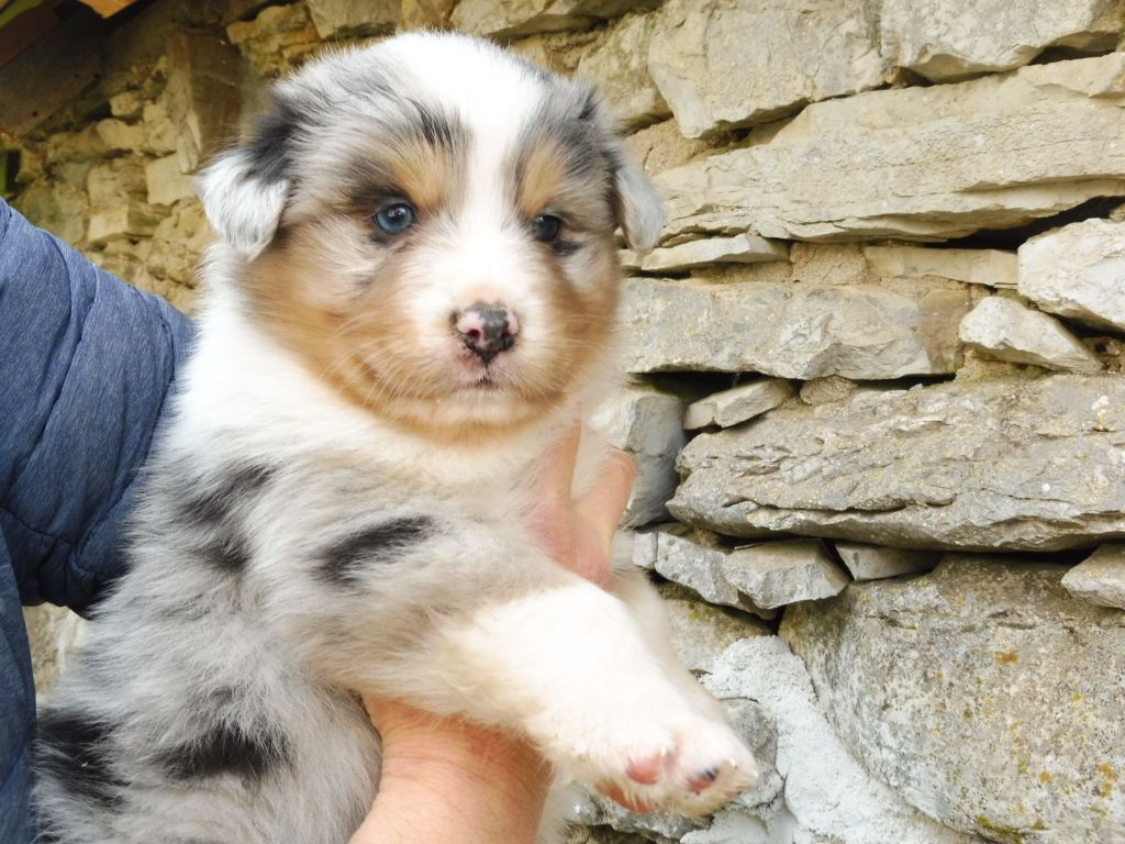 des bergers de rocamadour - Berger Australien - Portée née le 02/02/2020