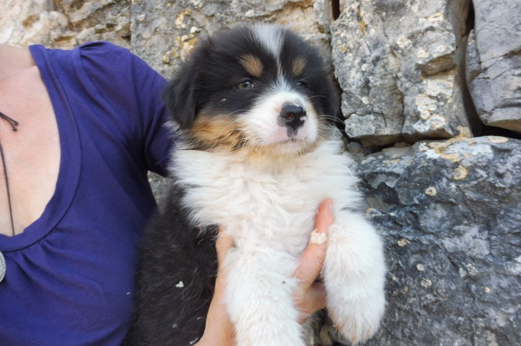 des bergers de rocamadour - Berger Australien - Portée née le 14/06/2019