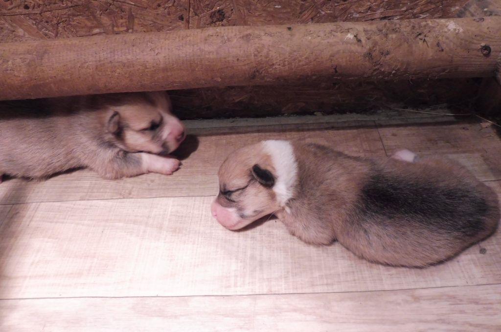 des bergers de rocamadour - Chiots disponibles - Welsh Corgi Pembroke