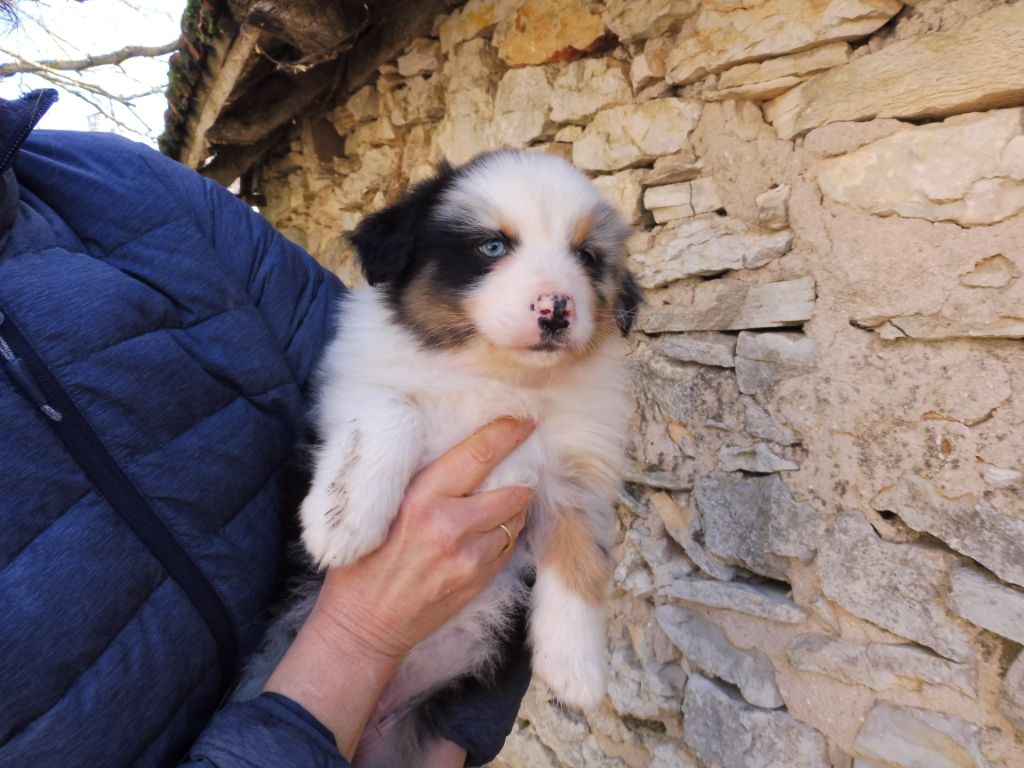 des bergers de rocamadour - Berger Australien - Portée née le 18/01/2019