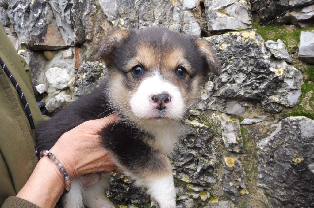 des bergers de rocamadour - Welsh Corgi Pembroke - Portée née le 12/01/2024