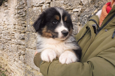 CHIOT N°2