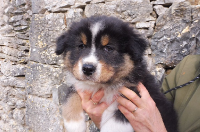 CHIOT N°1