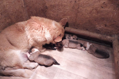 CHIOT 5