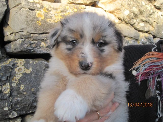 des bergers de rocamadour - Berger Australien - Portée née le 07/03/2018