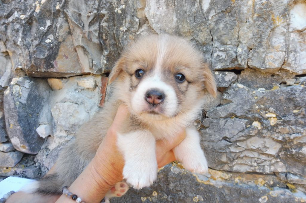 des bergers de rocamadour - Chiots disponibles - Welsh Corgi Pembroke