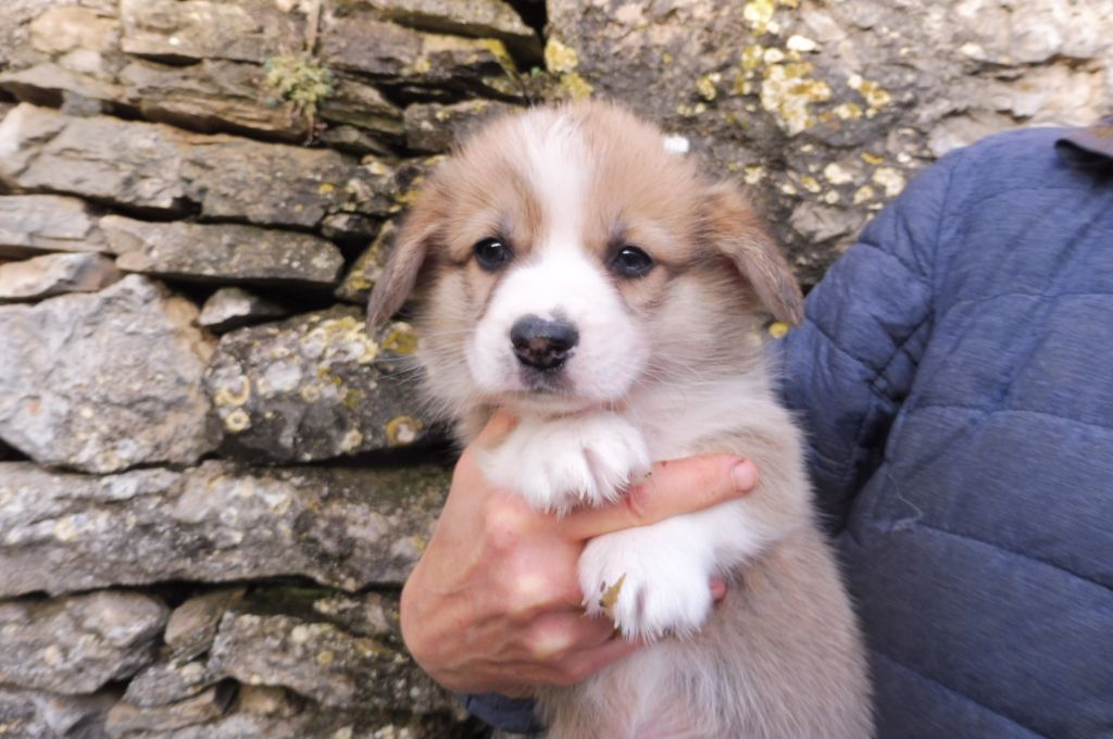 des bergers de rocamadour - Welsh Corgi Pembroke - Portée née le 24/08/2020