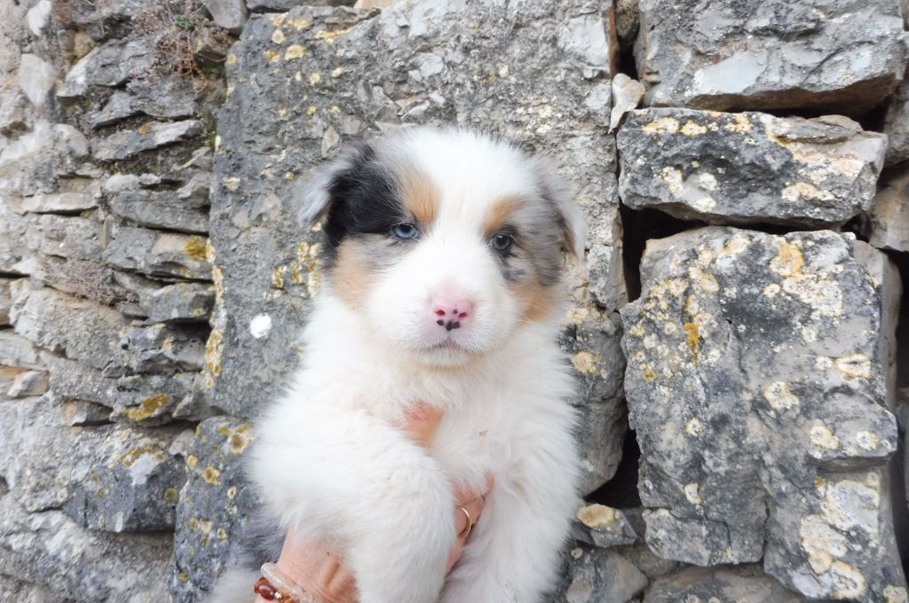 des bergers de rocamadour - Berger Australien - Portée née le 27/10/2021