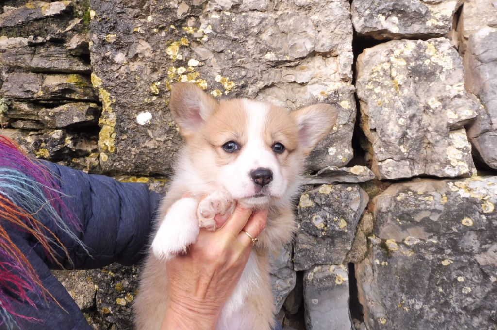 des bergers de rocamadour - Welsh Corgi Pembroke - Portée née le 24/08/2020