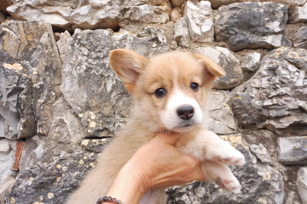 des bergers de rocamadour - Chiots disponibles - Welsh Corgi Pembroke