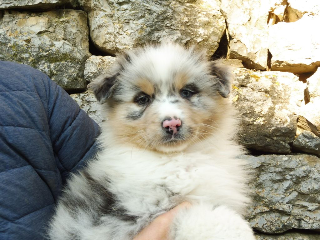des bergers de rocamadour - Berger Australien - Portée née le 01/12/2019