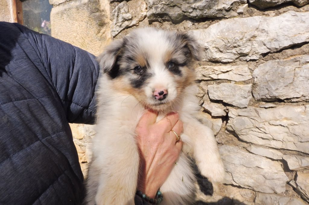 des bergers de rocamadour - Berger Australien - Portée née le 07/02/2021
