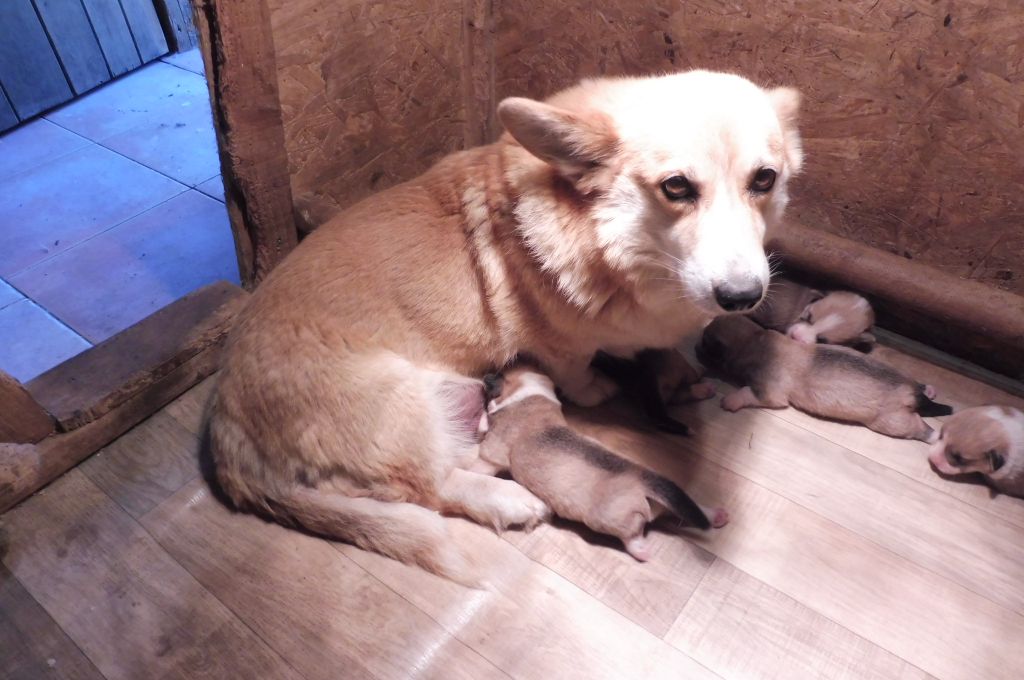 des bergers de rocamadour - Chiots disponibles - Welsh Corgi Pembroke