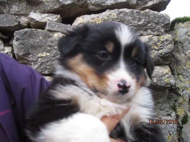 des bergers de rocamadour - Berger Australien - Portée née le 01/01/2016