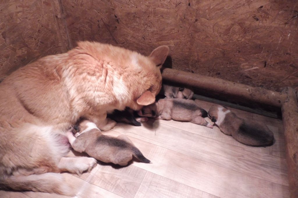 des bergers de rocamadour - Chiots disponibles - Welsh Corgi Pembroke