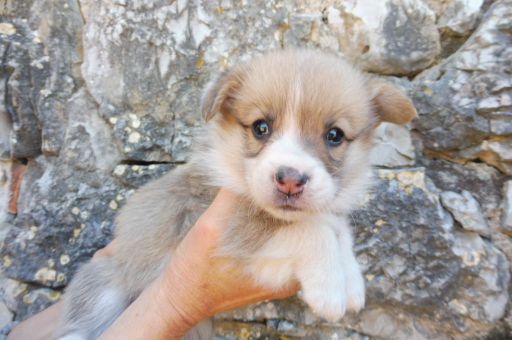 des bergers de rocamadour - Chiots disponibles - Welsh Corgi Pembroke